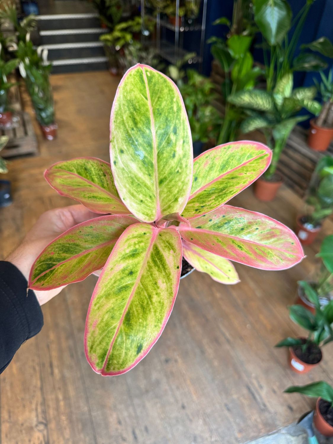 Aglaonema Salmon Fantasy