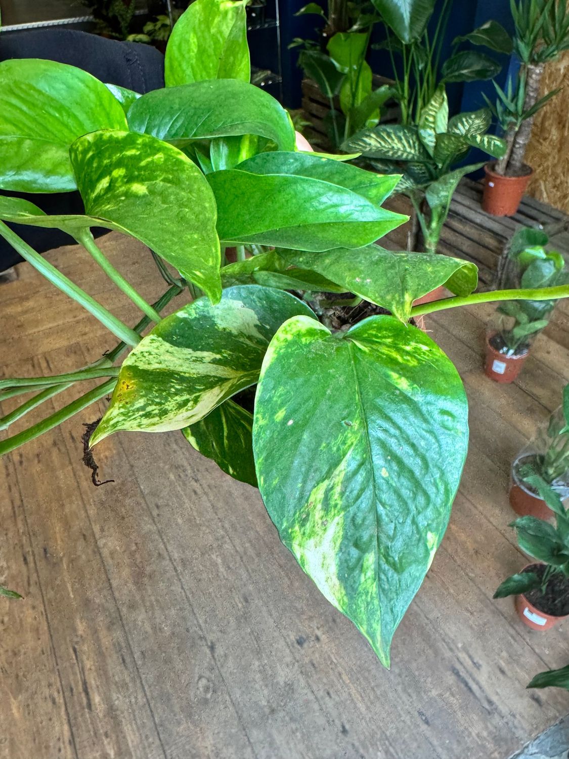 Epipremnum "Devil's Ivy" "Pothos"