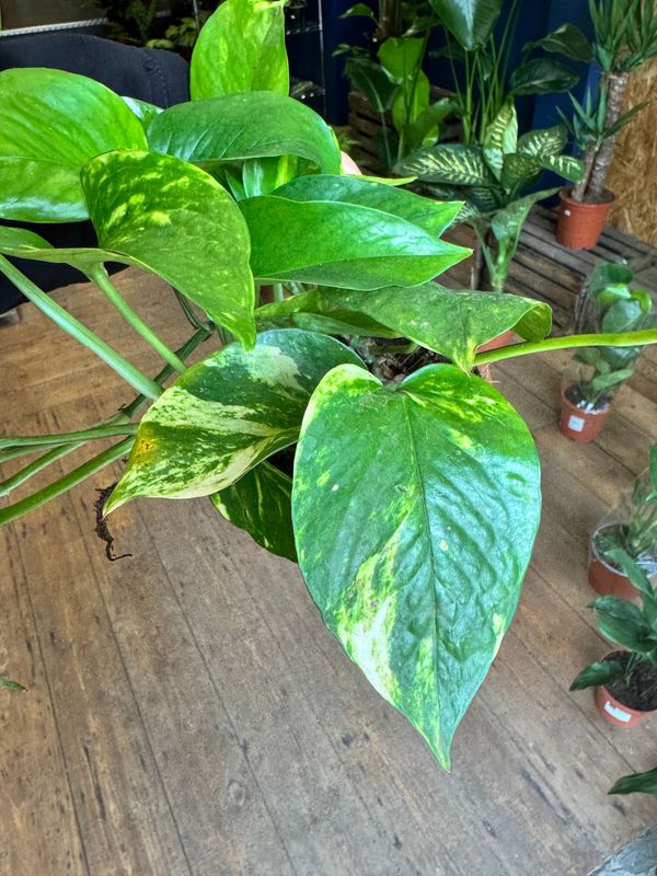 Epipremnum "Devil's Ivy" "Pothos"
