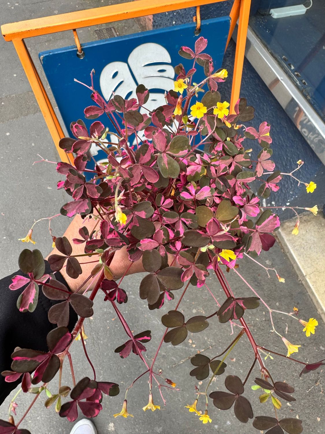 Oxalis Vulcan Pink