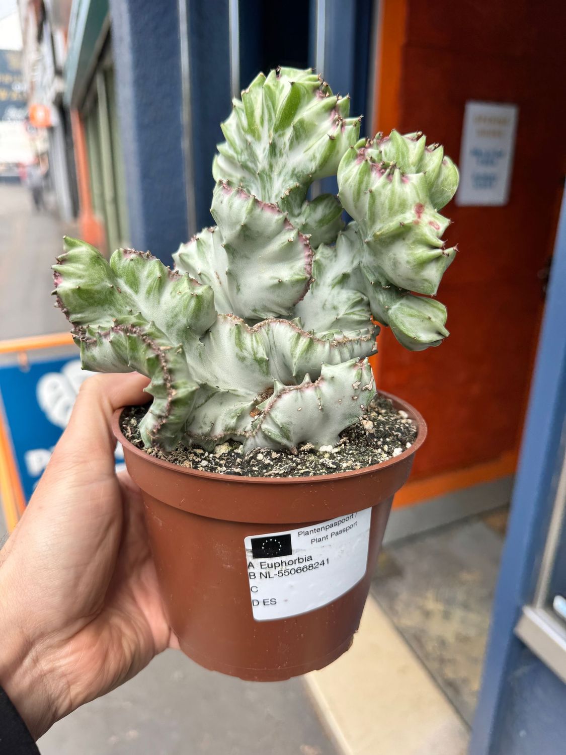 Euphorbia Lactea "Coral Cactus"