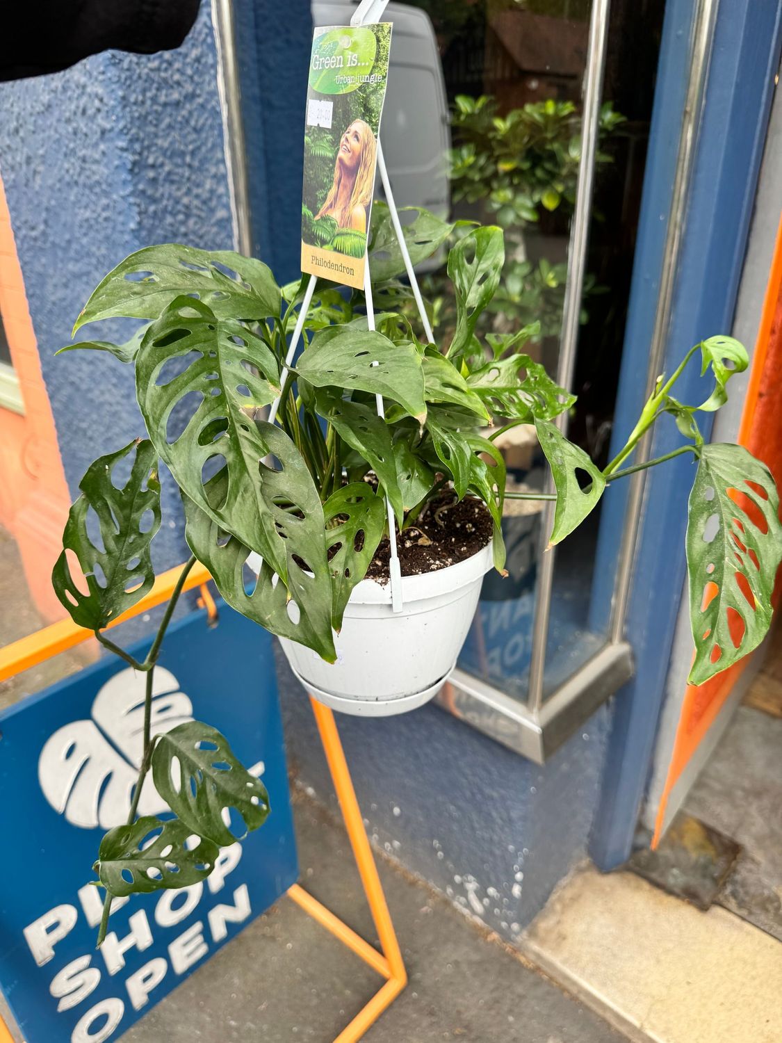 Monstera Adansonii Hanging