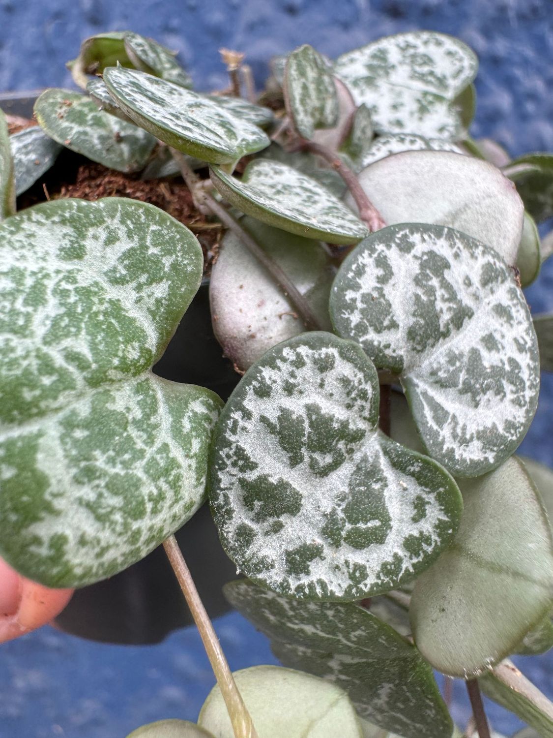 Ceropegia Woodii "String of Hearts"