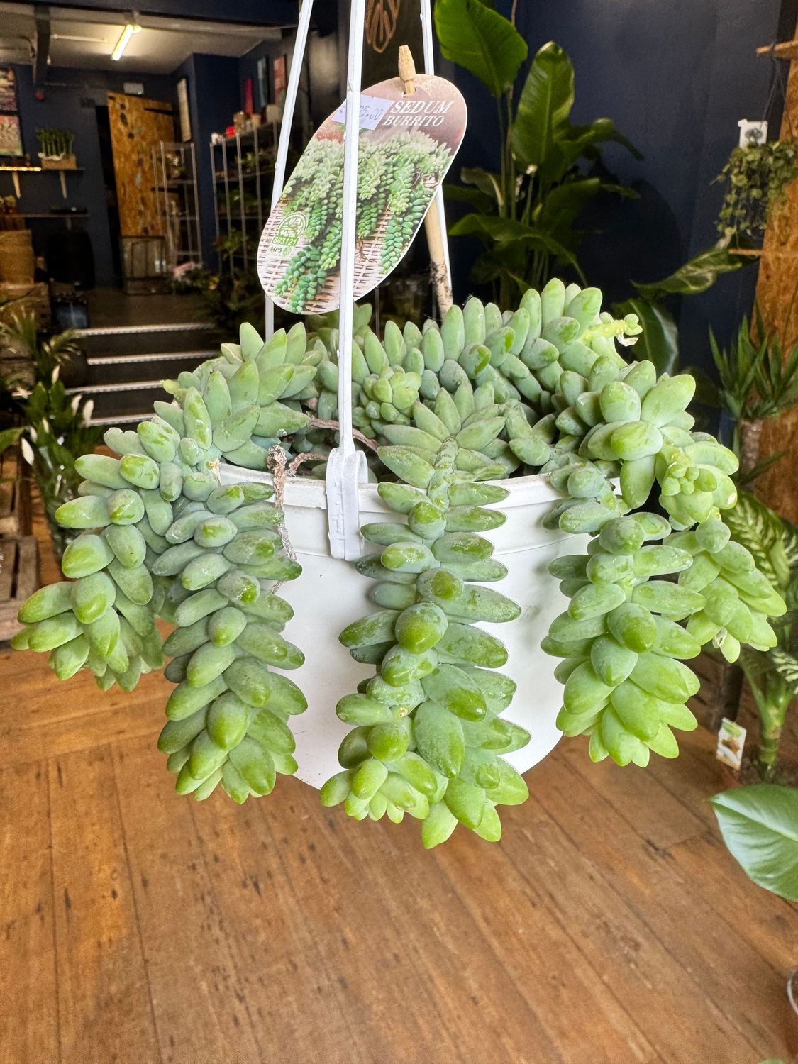 Sedum Burrito Large