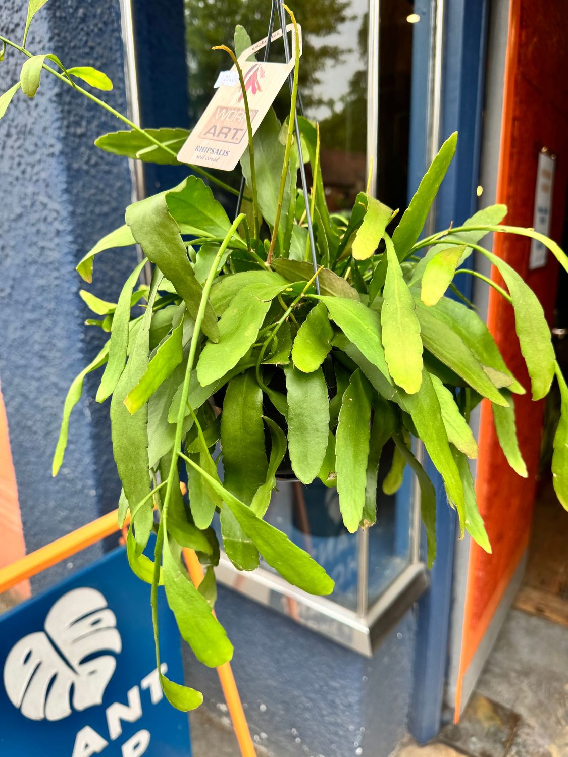 Rhipsalis Red Coral
