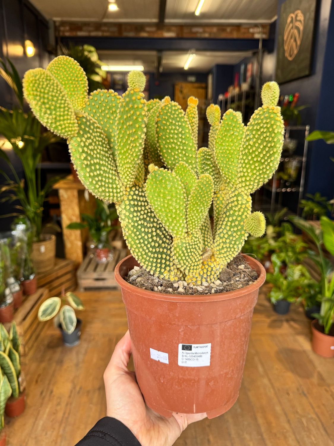 Opuntia Cactus "Prickly Pear"