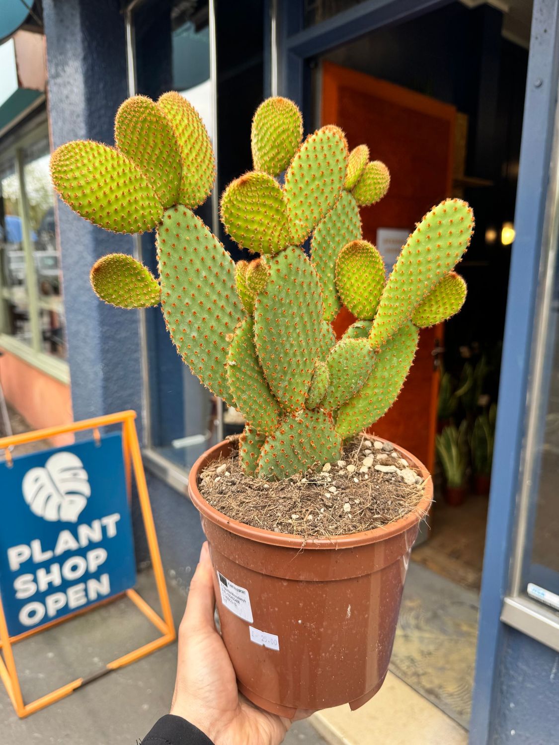 Opuntia Cactus "Prickly Pear"