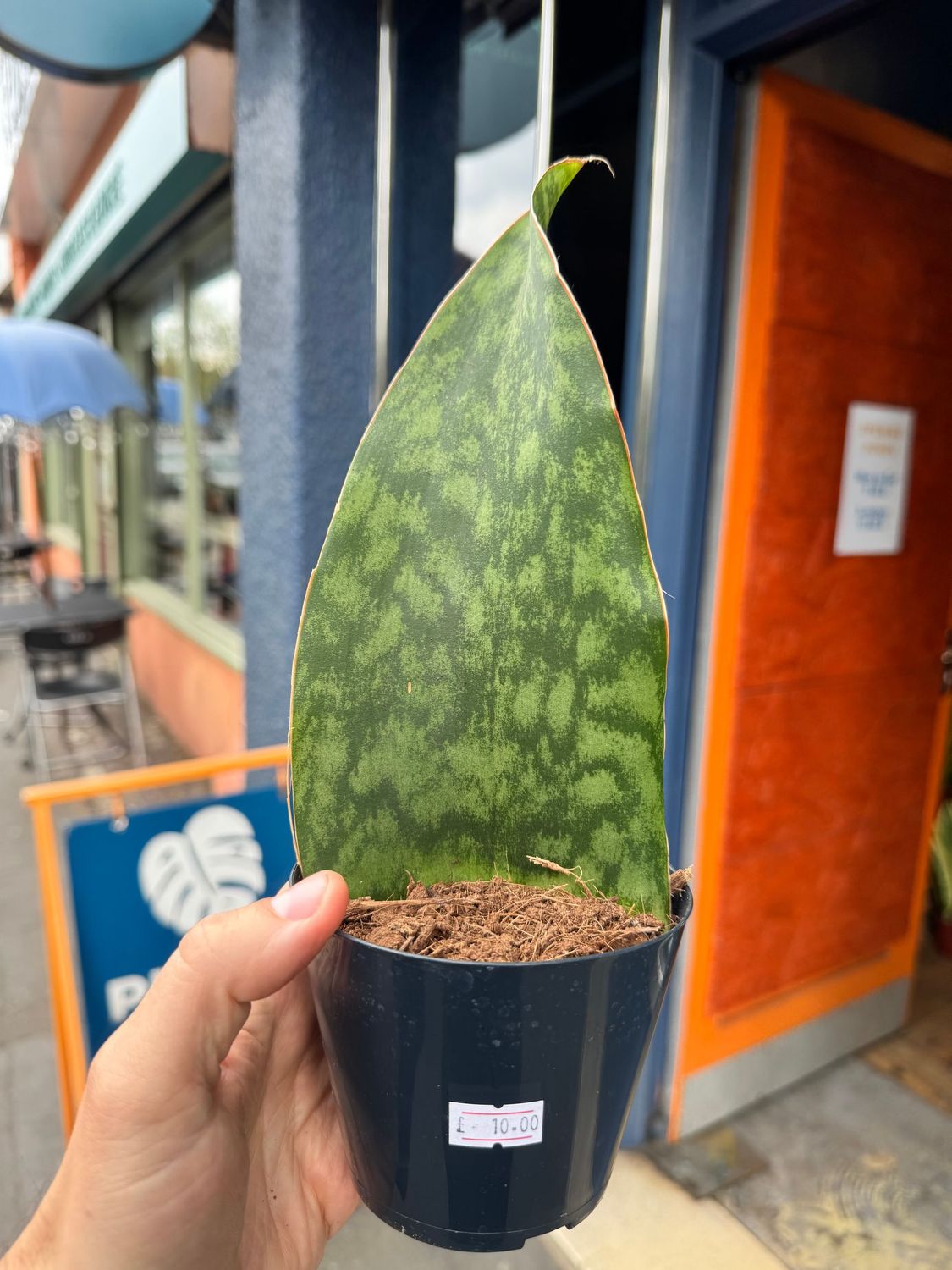 Sansevieria Victoria "Whale Fin"