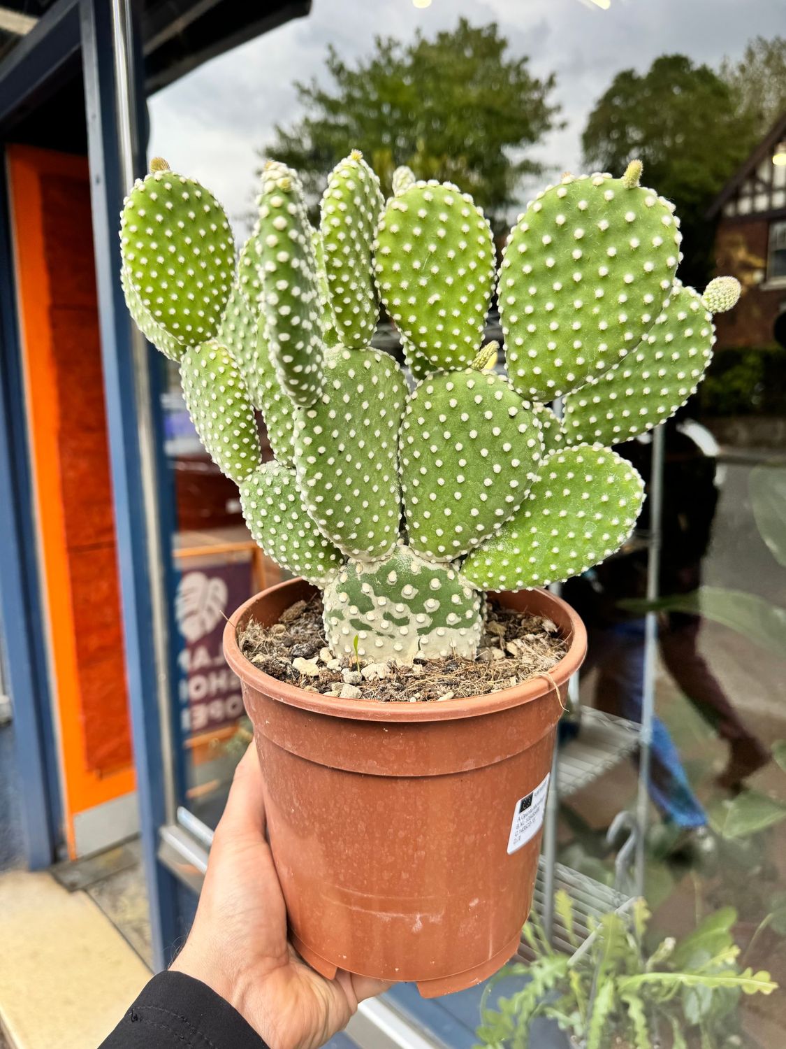 Opuntia Cactus "Prickly Pear"