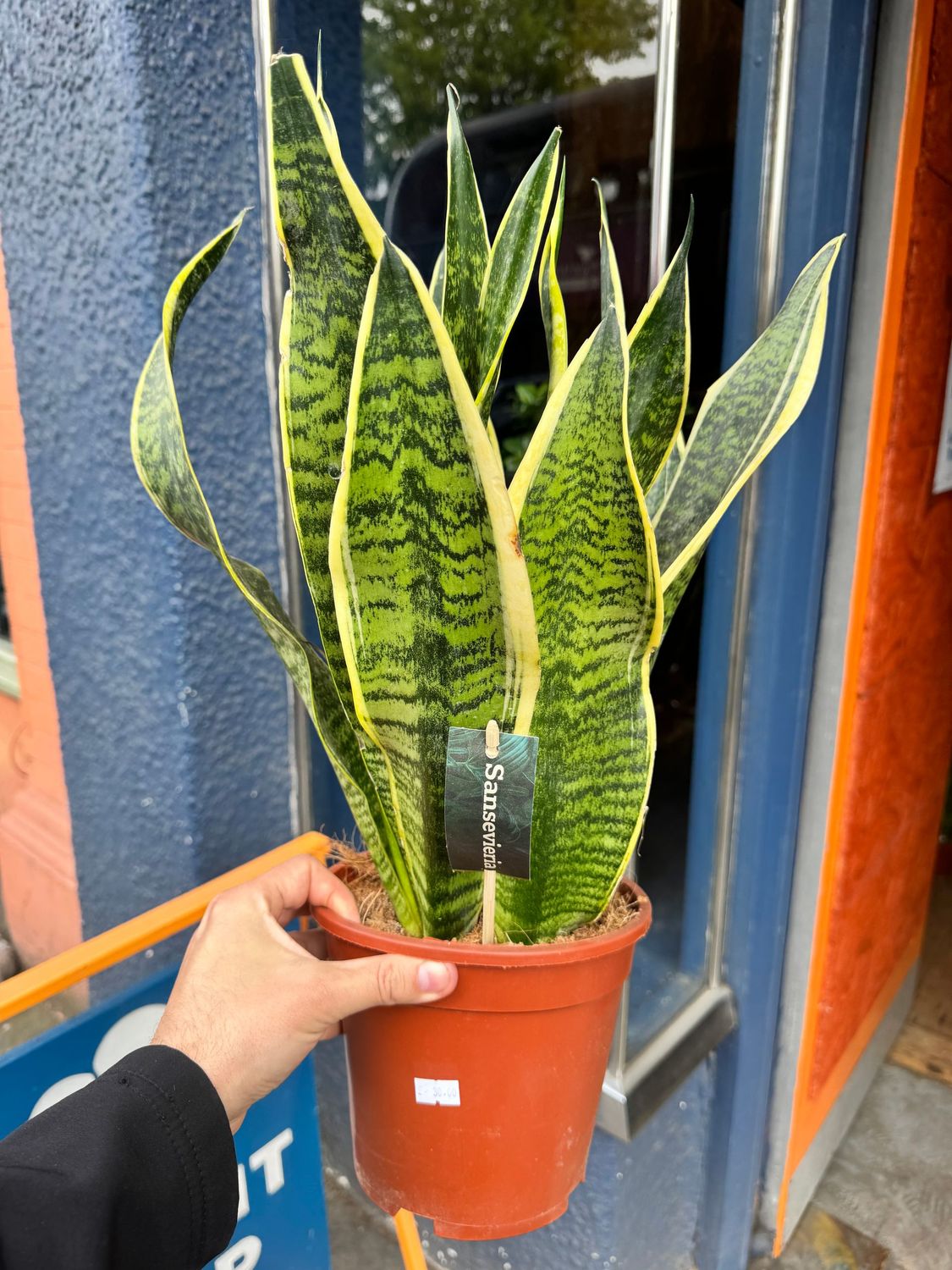 Sansevieria Futura Superba "Snake Plant" Large