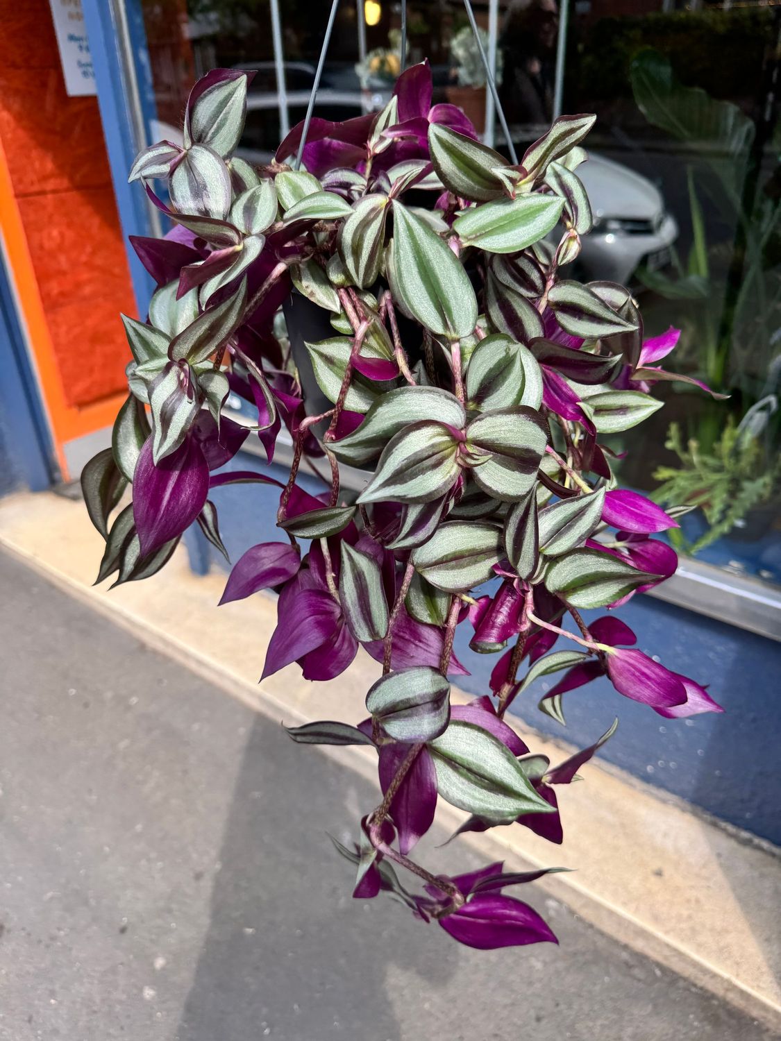 Tradescantia Zebrina