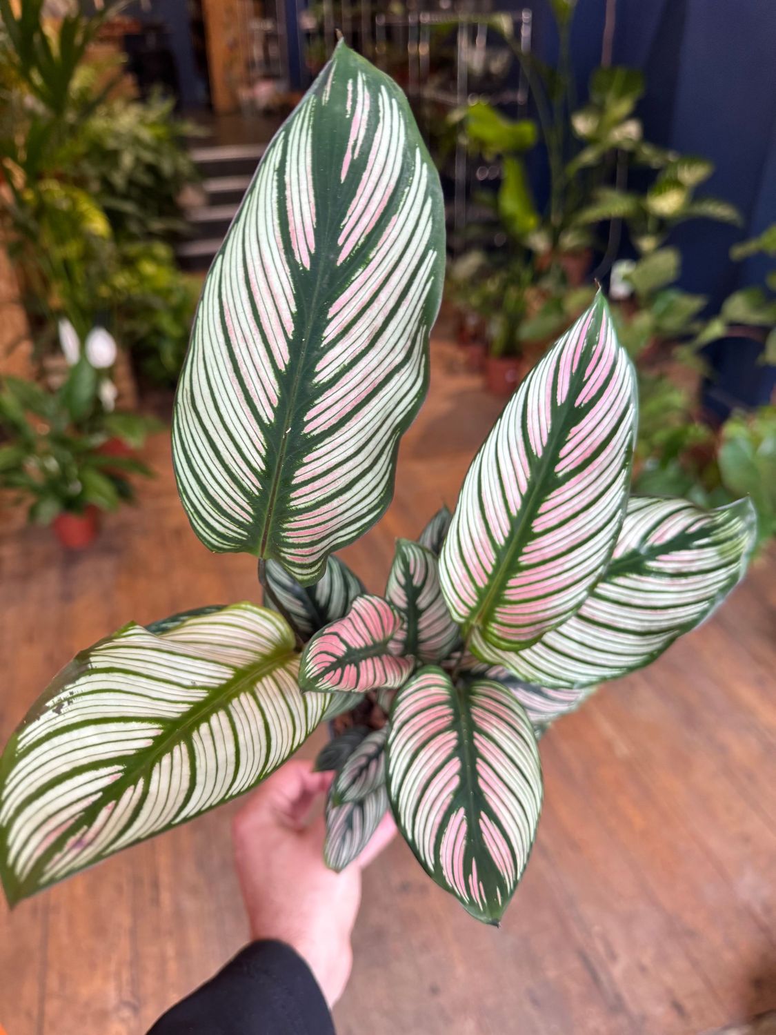 Calathea Majestica "Whitestar"