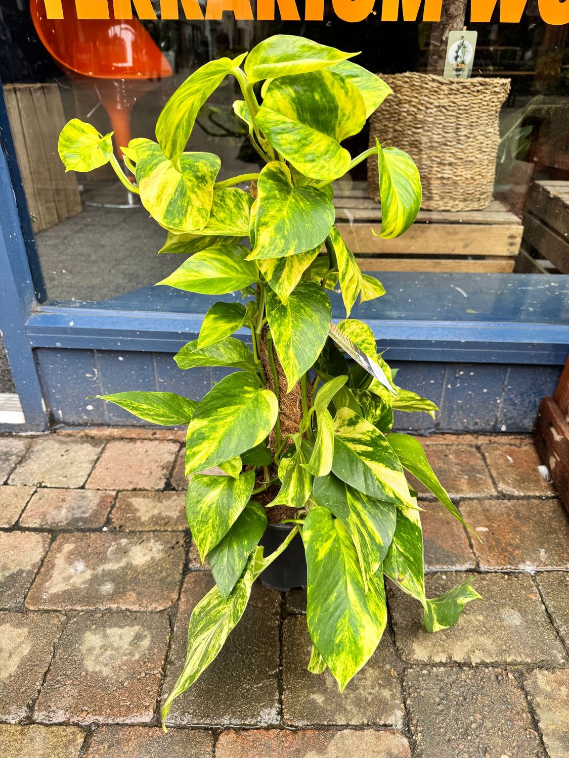 "Pothos" Epipremnum Mosspole