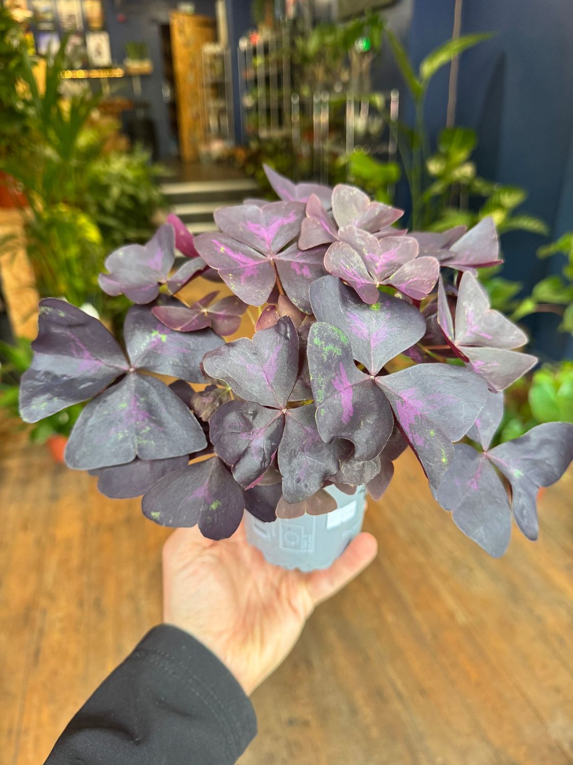 Oxalis Triangularis "Purple Shamrock"