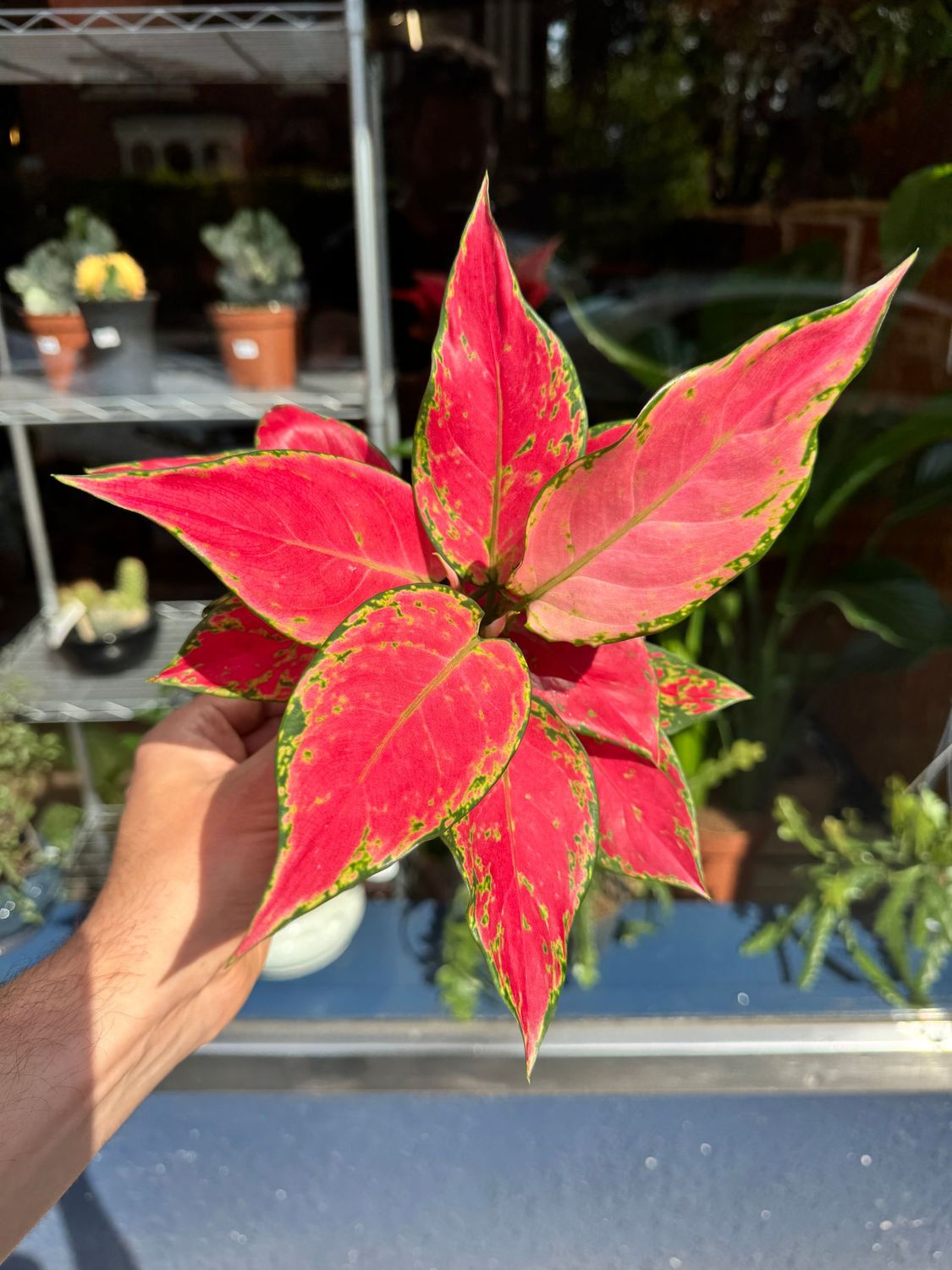 Aglaonema Cherry Baby
