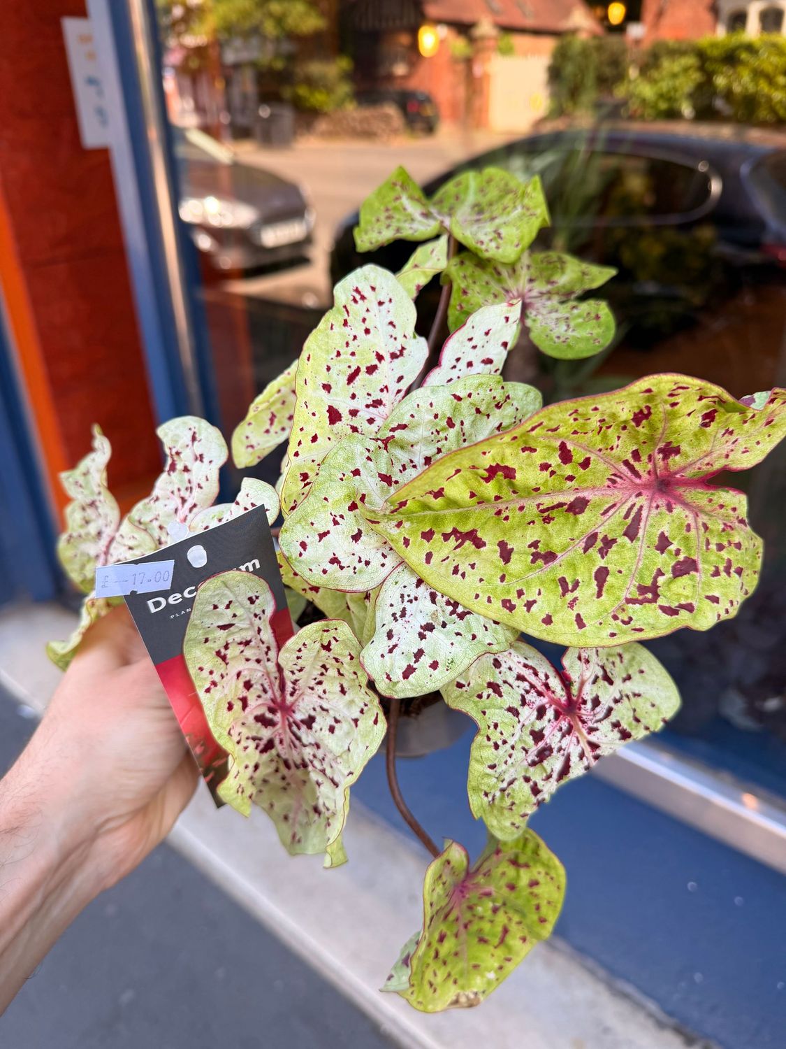 Caladium Miss Muffet