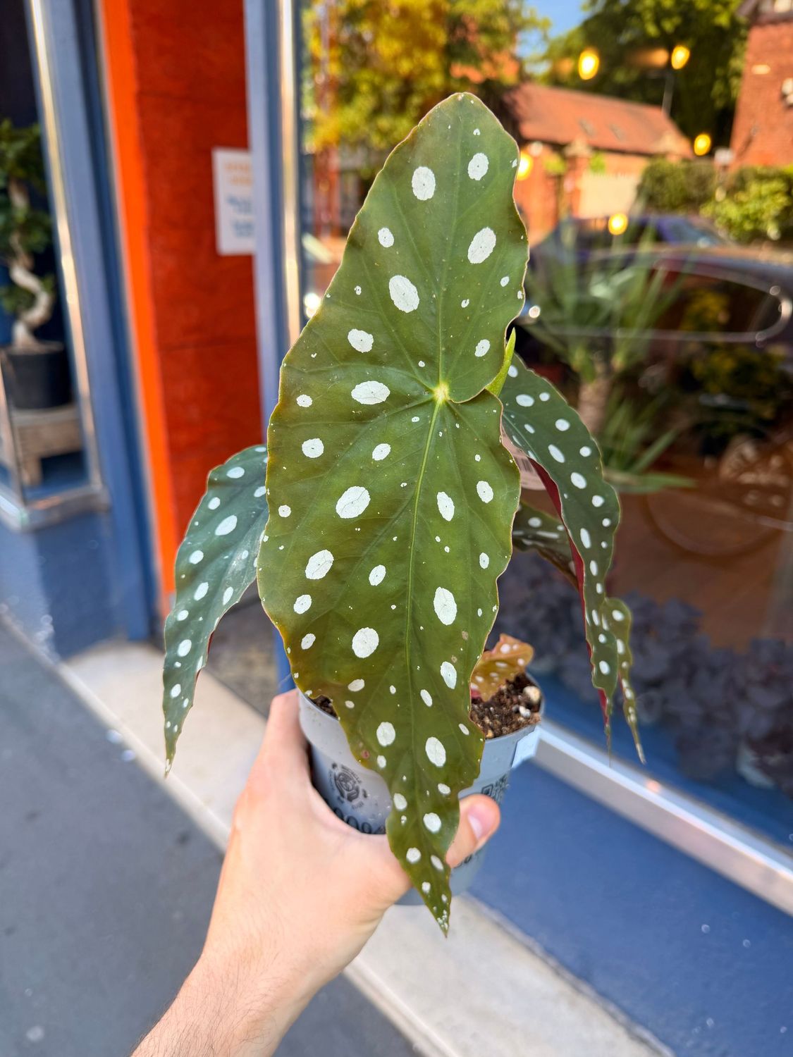 Begonia Maculata