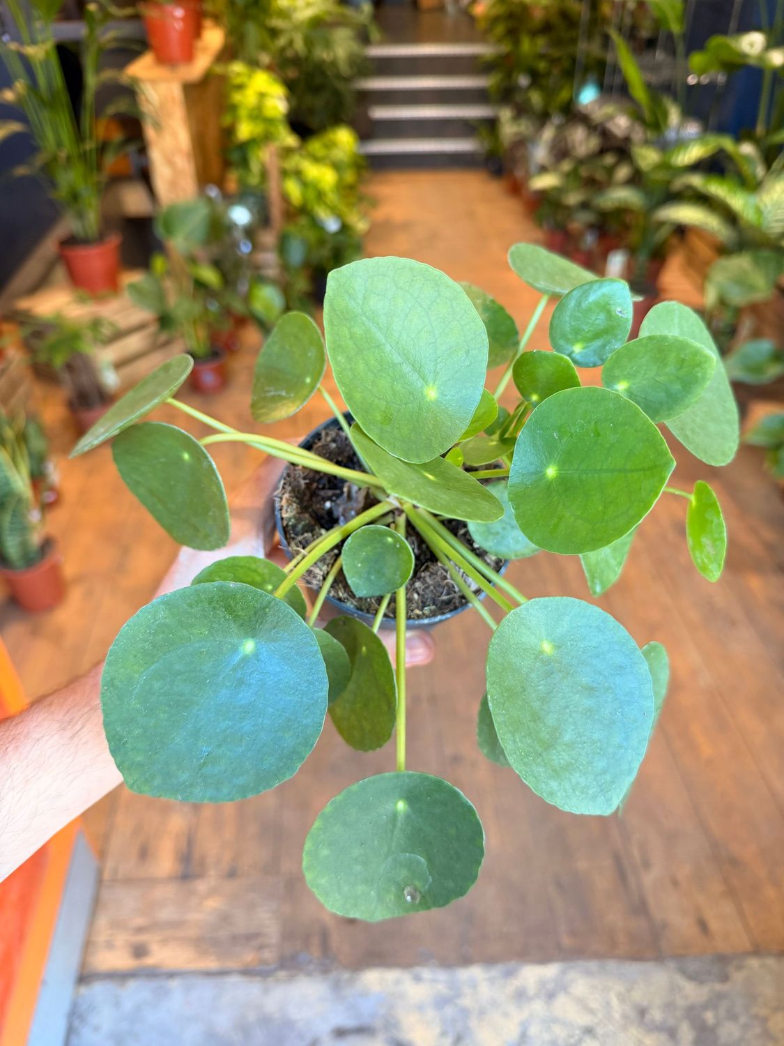 Pilea Peperomioides "Chinese Money"
