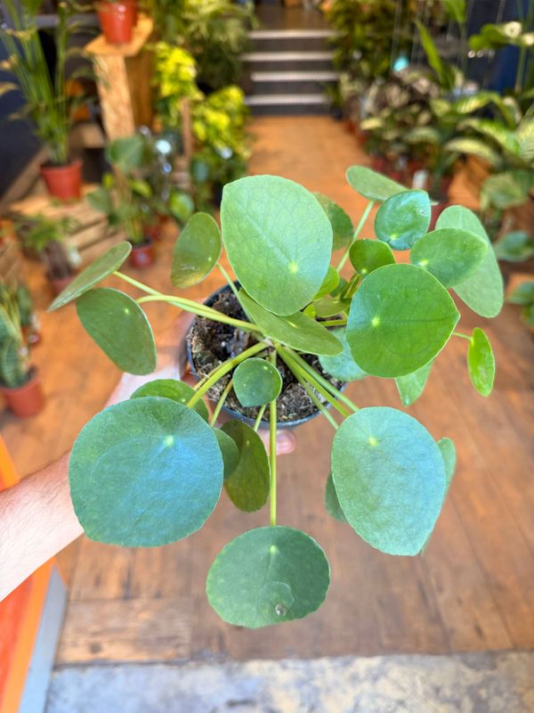 Pilea Peperomioides "Chinese Money"