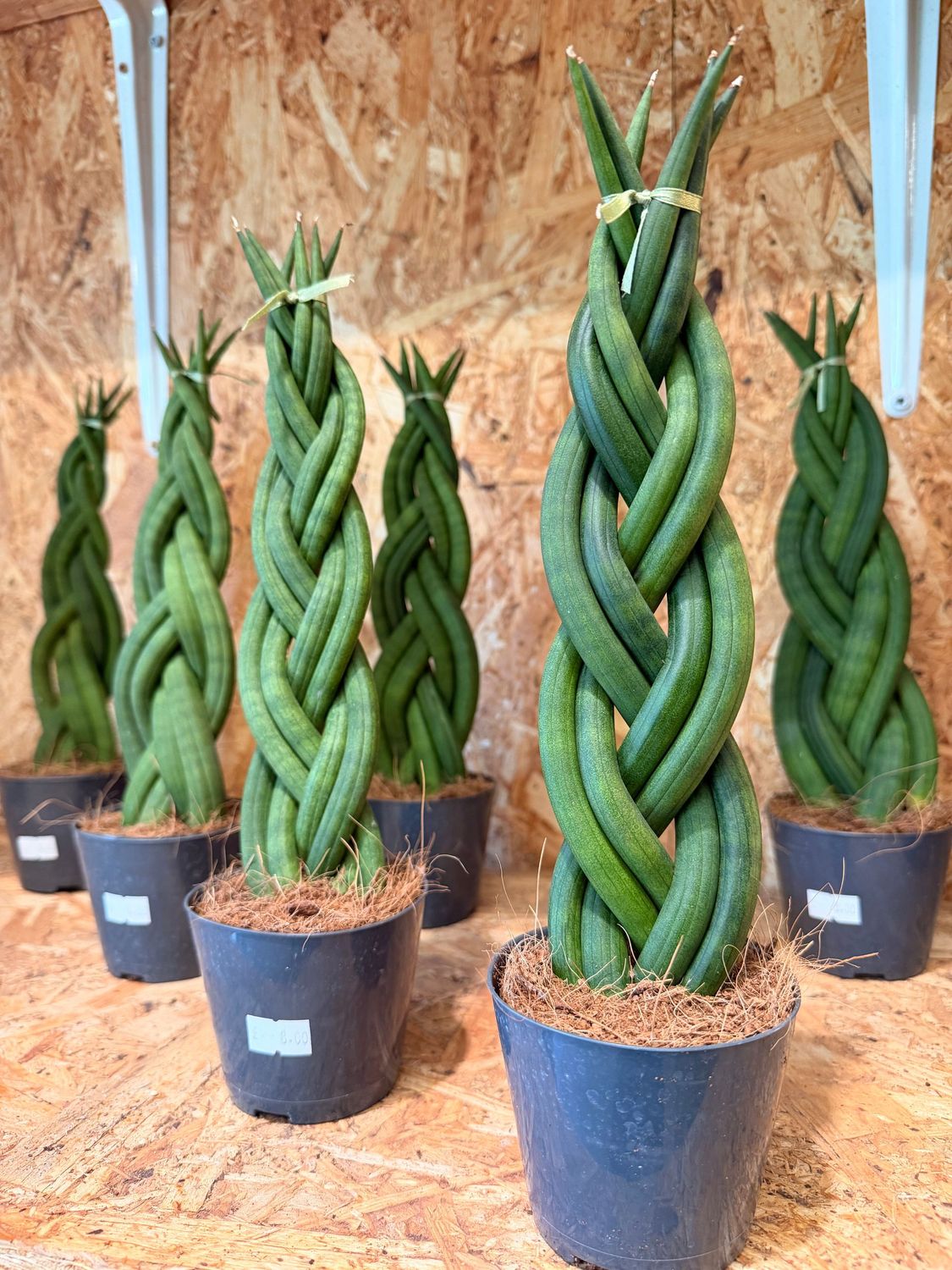 Sansevieria Cylindrica Twisted