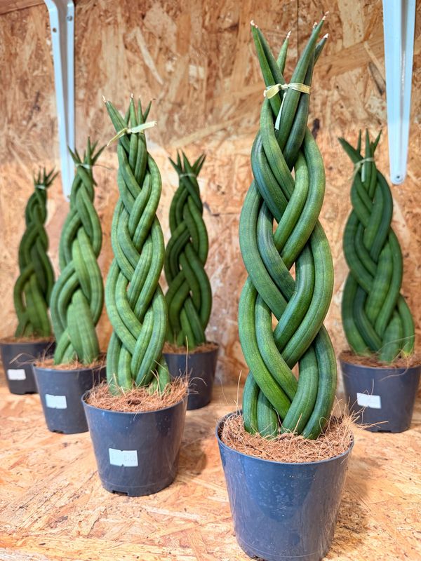 Sansevieria Cylindrica Twisted