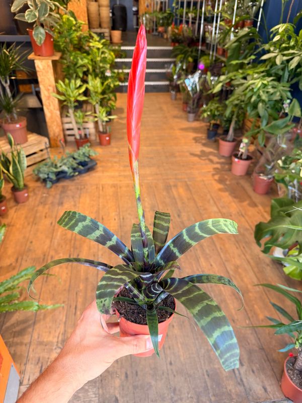Vriesea Flaming Sword