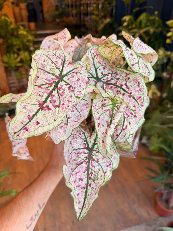 Caladium Wine Splash