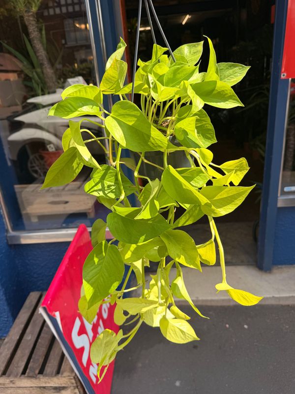 Neon Pothos Hanging