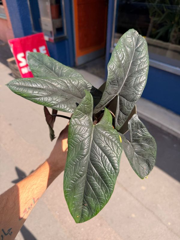 Alocasia Scalprum
