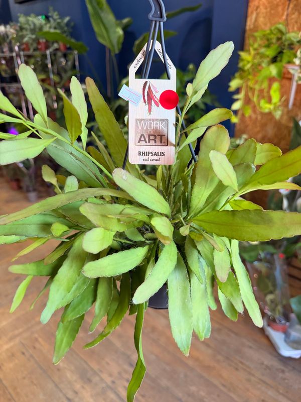 Rhipsalis Red Coral