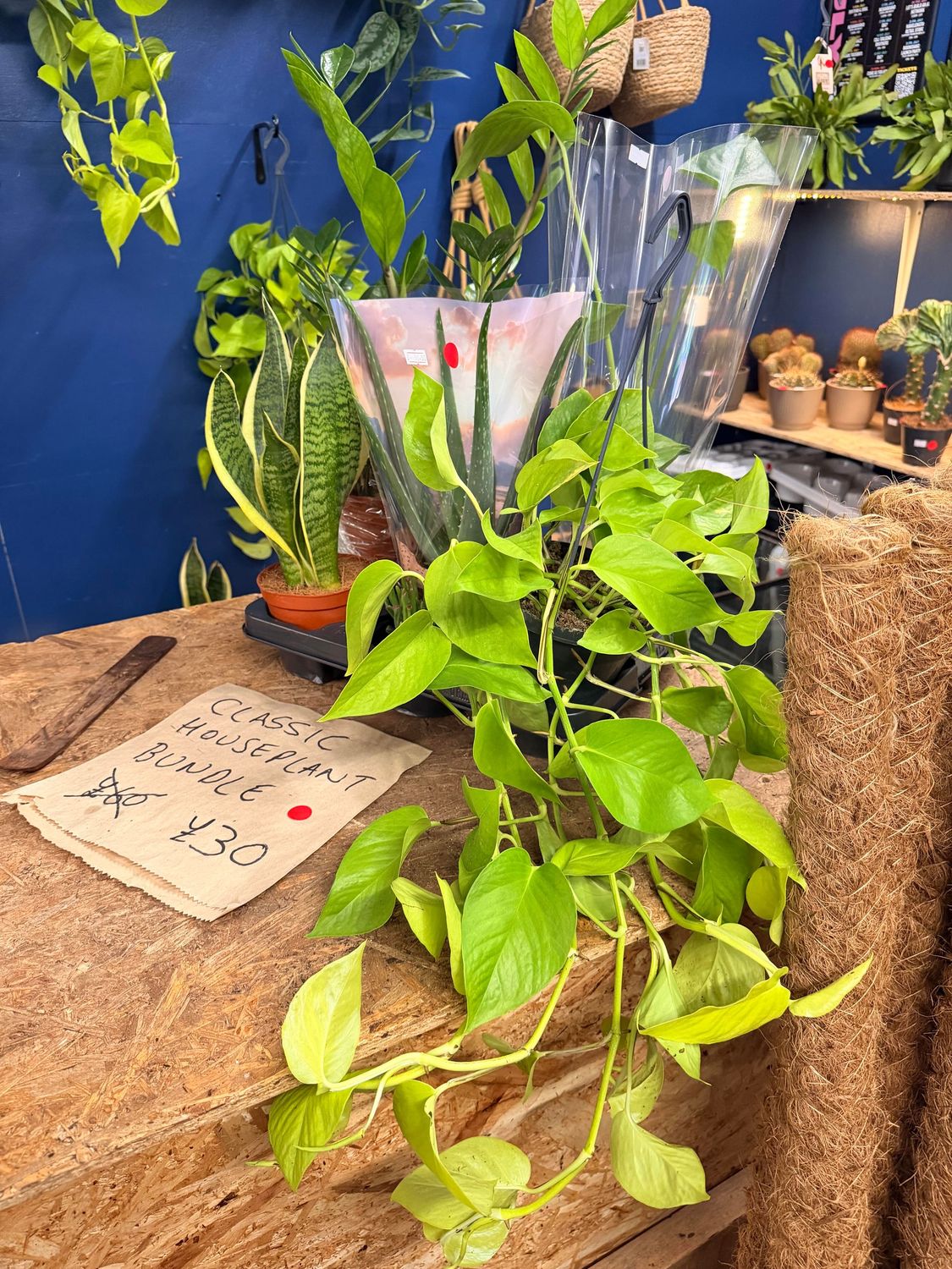 Easy Care Plant Bundle