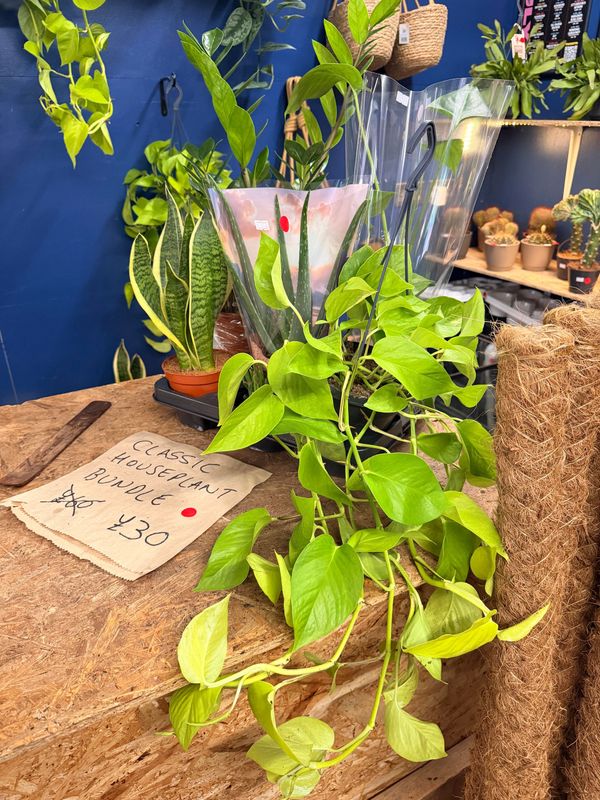 Easy Care Plant Bundle