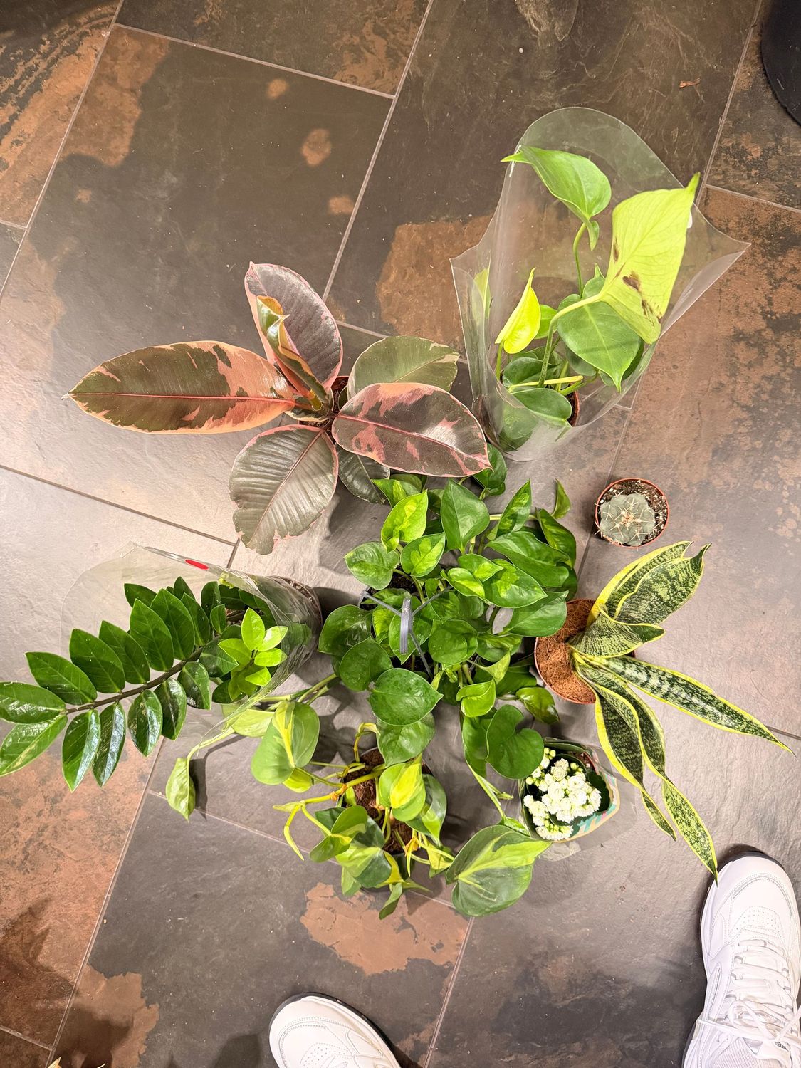 Easy Care Plant Bundle - 8 Plants