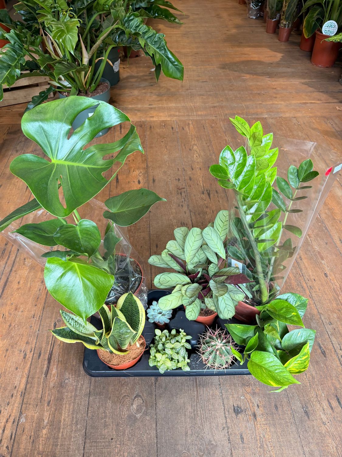 Easy Care Plant Bundle - 8 Plants