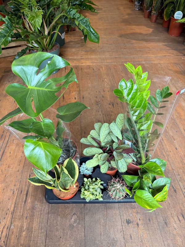Easy Care Plant Bundle - 8 Plants