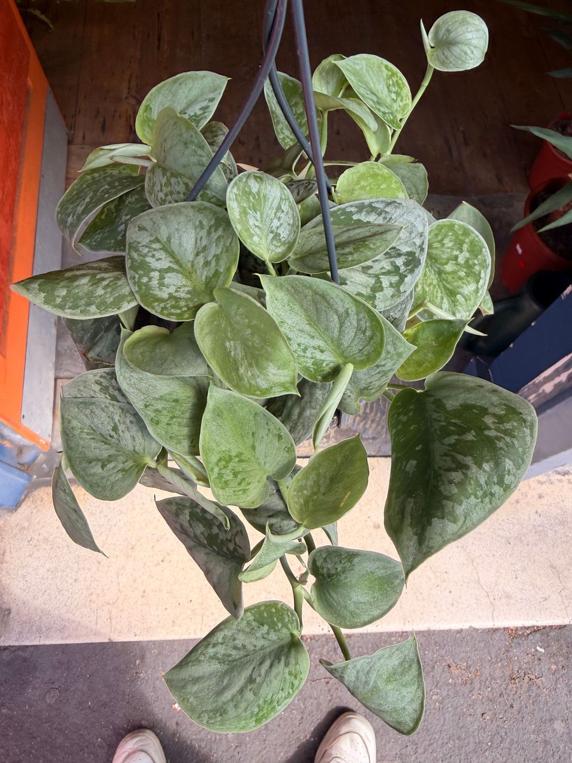 Silvery Ann Pothos
