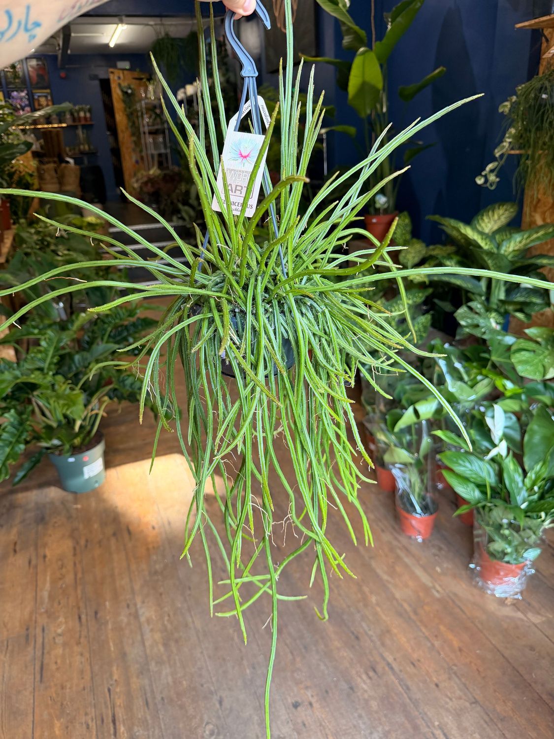 Selenicereus Wrecklei (Hanging Cactus)