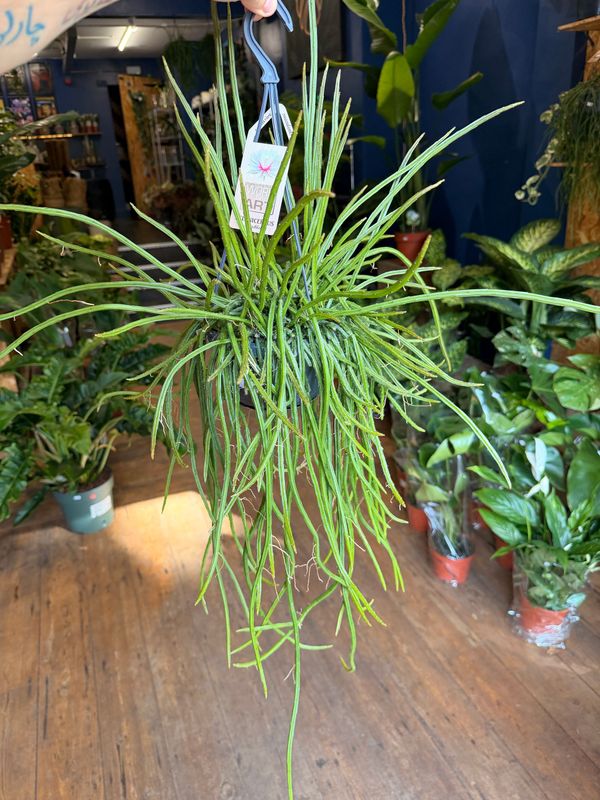 Selenicereus Wrecklei (Hanging Cactus)