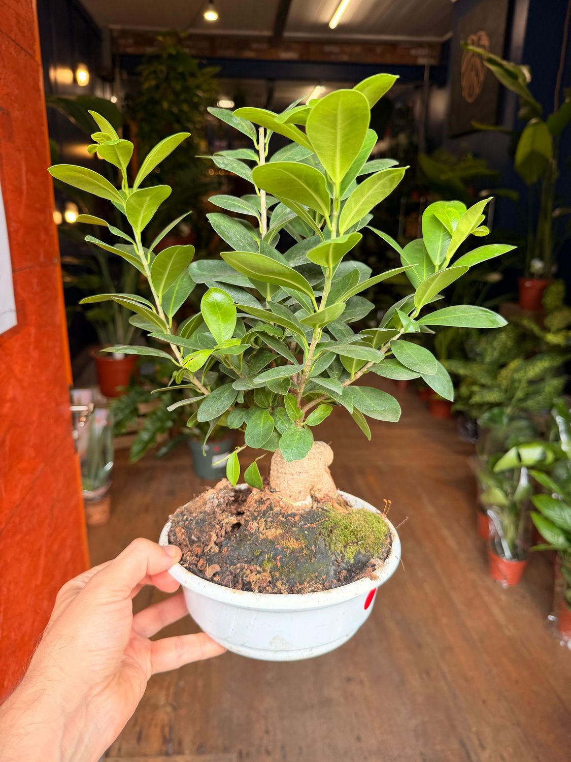 Bonsai Ficus