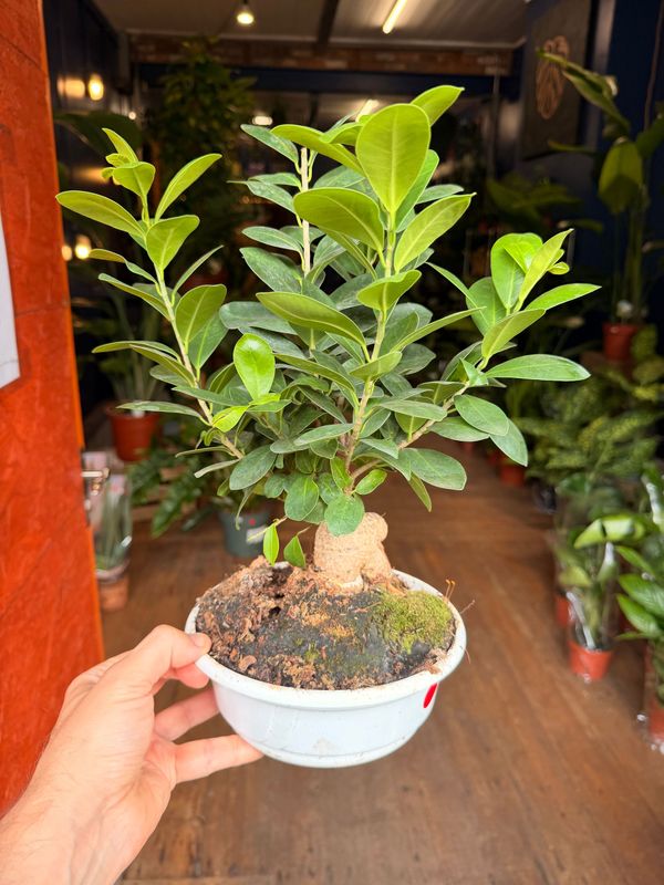 Bonsai Ficus