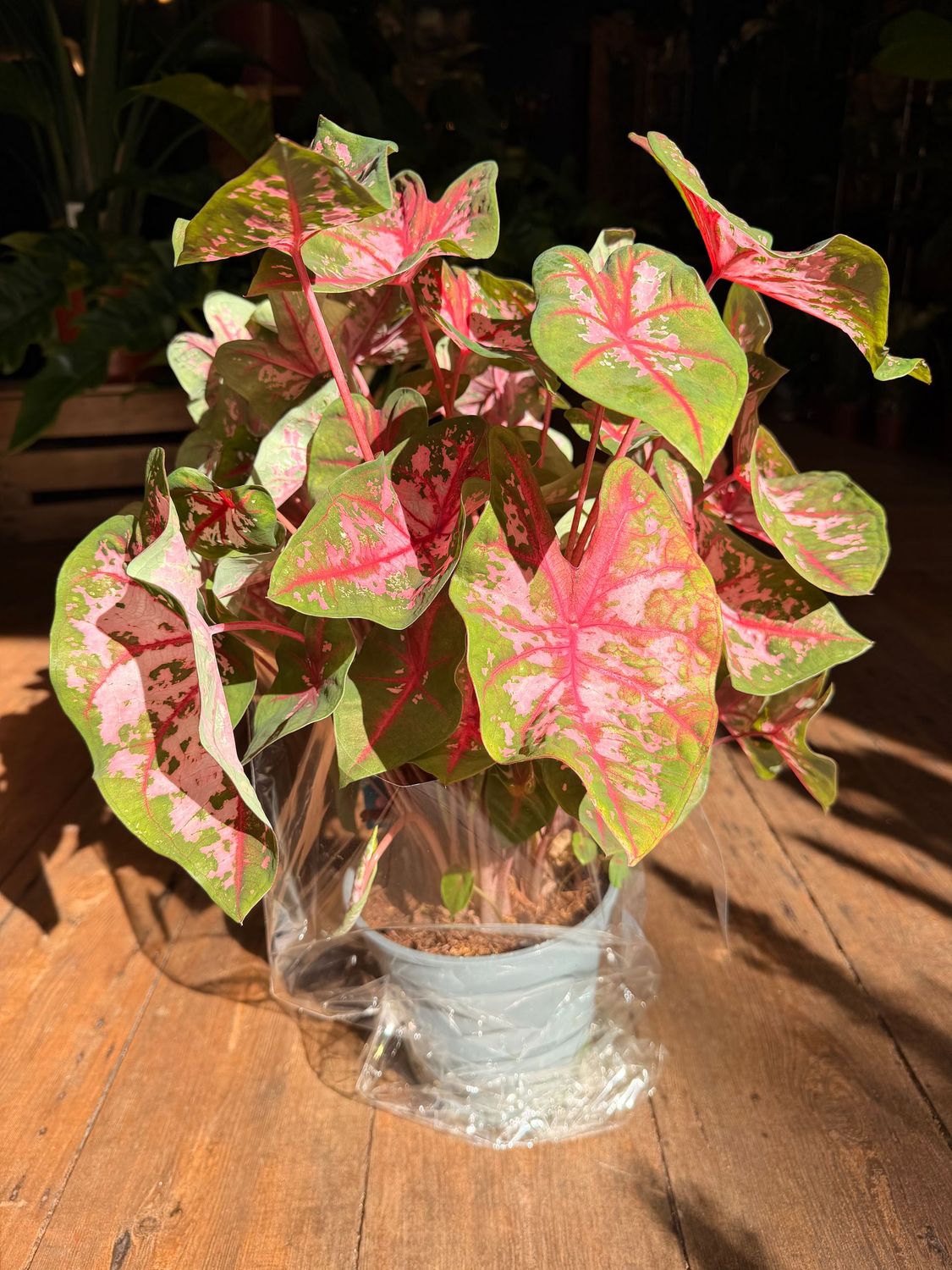 Caladium Carolyn Whorton
