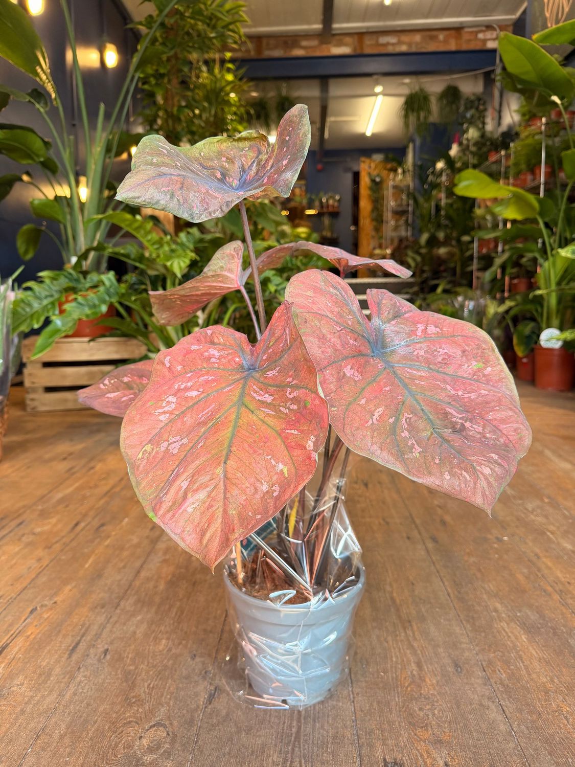 Caladium Raspberry Moon