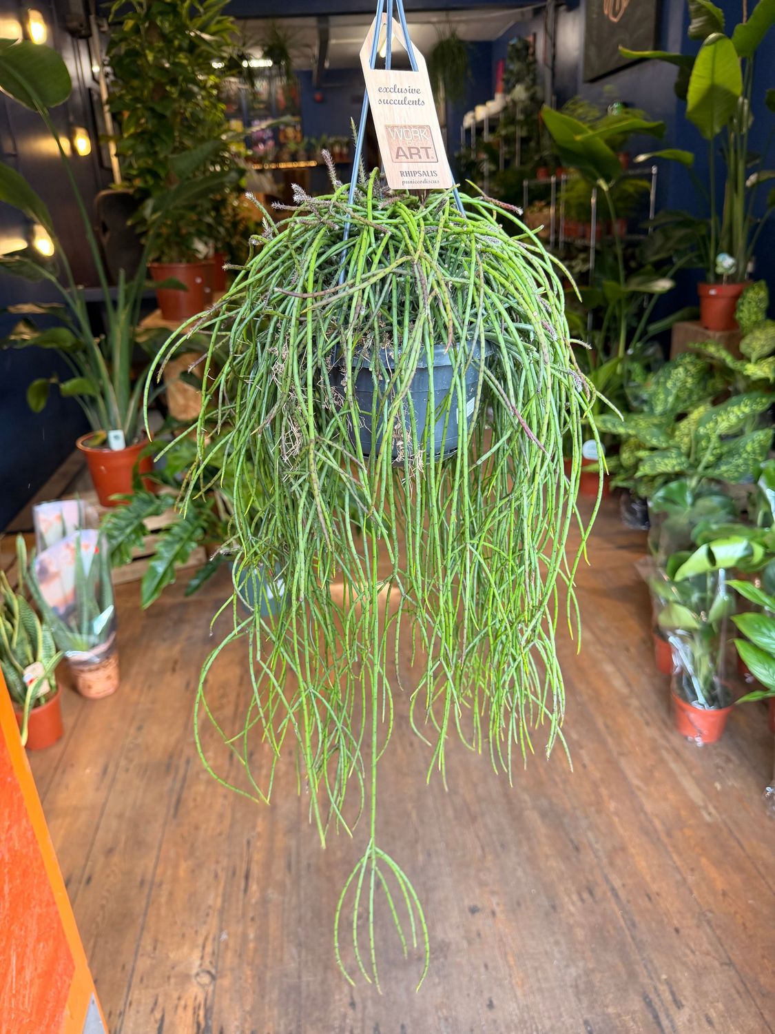 Rhipsalis Puniceodiscus (Hanging Succulent)
