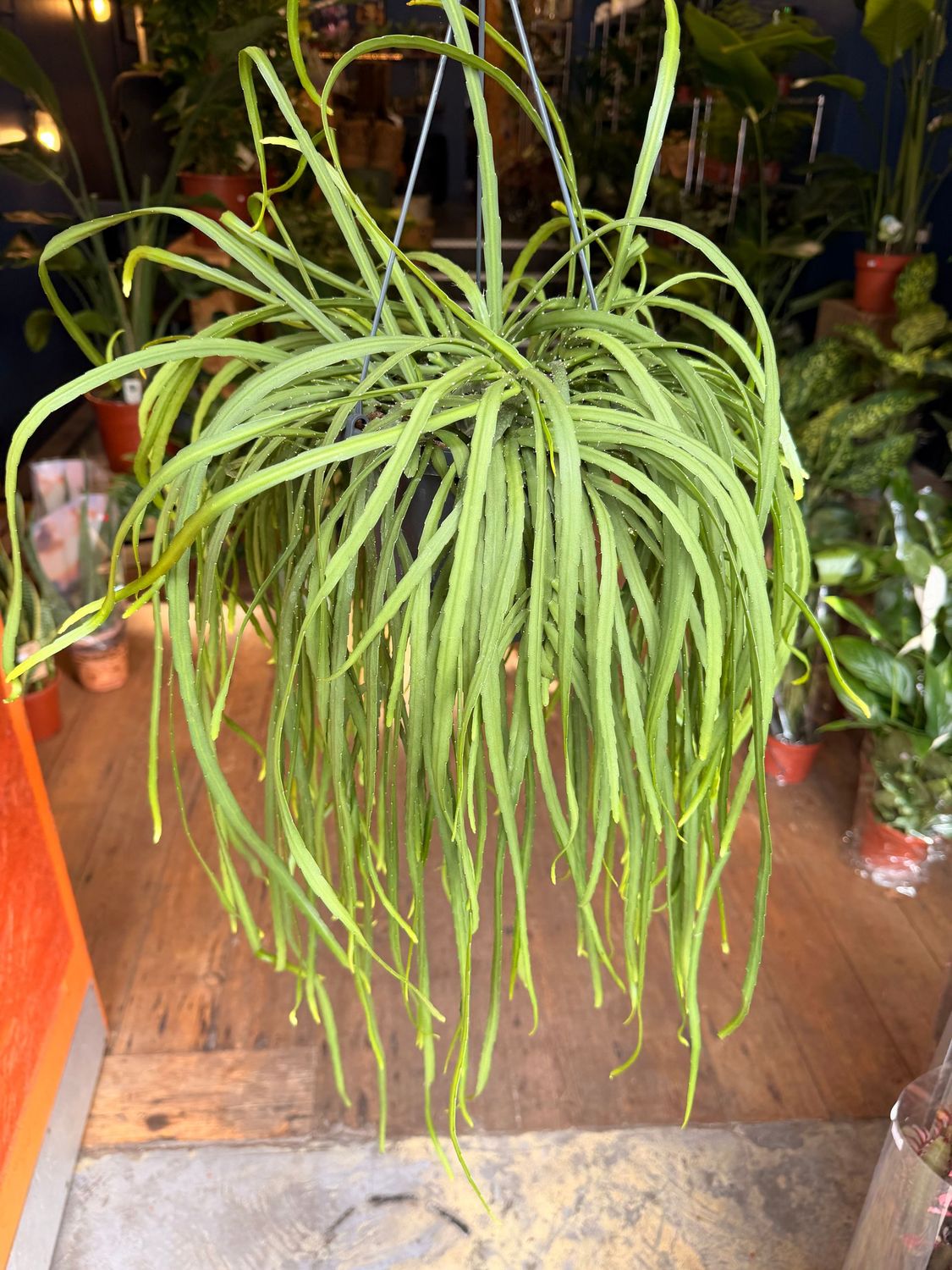 Lepismium Bolivianum (Hanging Succulent)