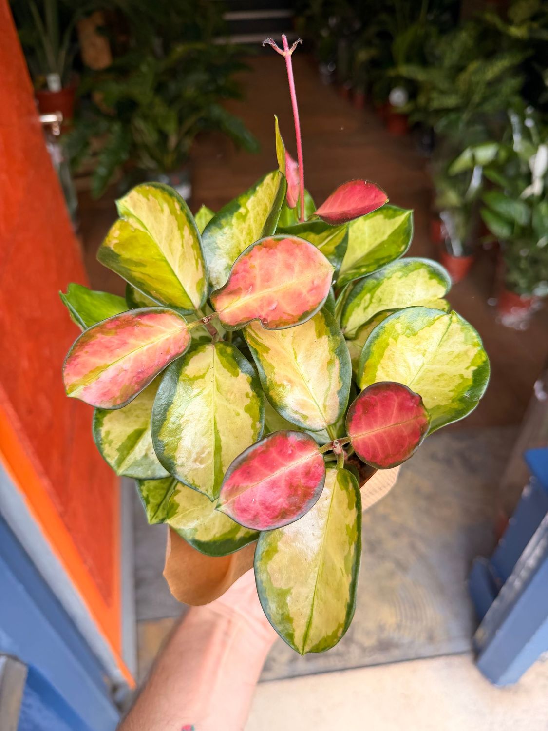 Hoya Carnosa Tricolor