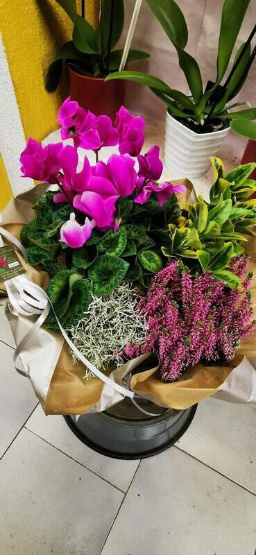 Composition de plantes