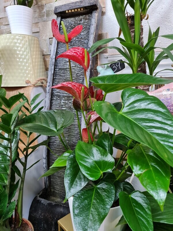 Anthurium