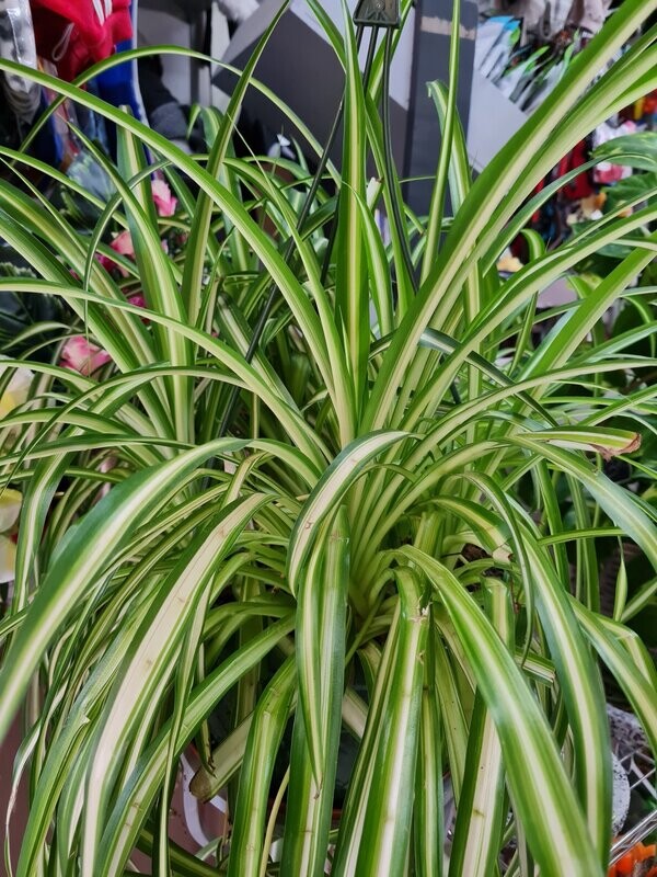 CHLOROPHYTUM