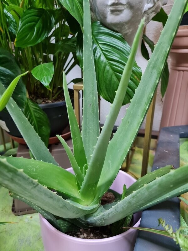 Aloe vera