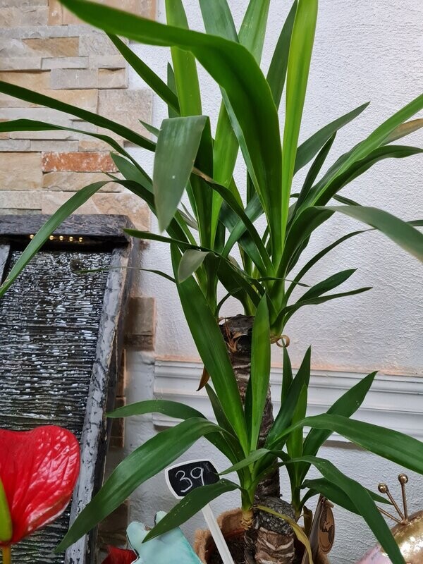 Yucca